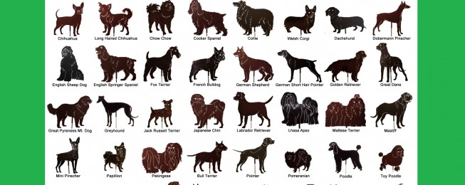 Classificazione delle razze canine – Federation Cynologique Internationale (F.C.I.)
